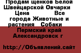 Продам щенков Белой Швейцарской Овчарки  › Цена ­ 20 000 - Все города Животные и растения » Собаки   . Пермский край,Александровск г.